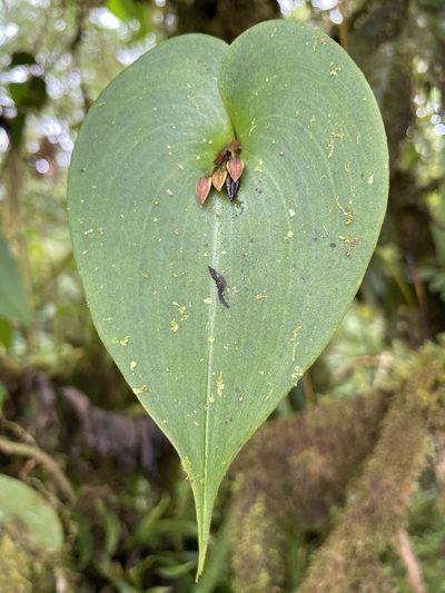 Pleurothallis fossulata, photographed by Diego F. Cisneros-Heredia