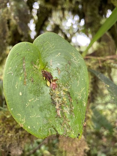 Pleurothallis fossulata, photographed by Diego F. Cisneros-Heredia