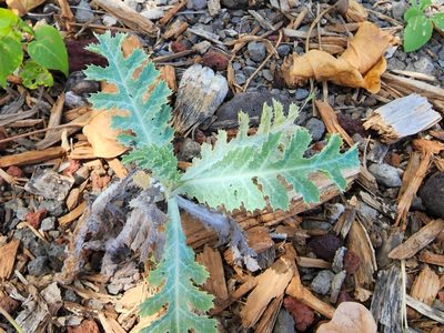 Argemone glauca, photographed by Tyler Bishop