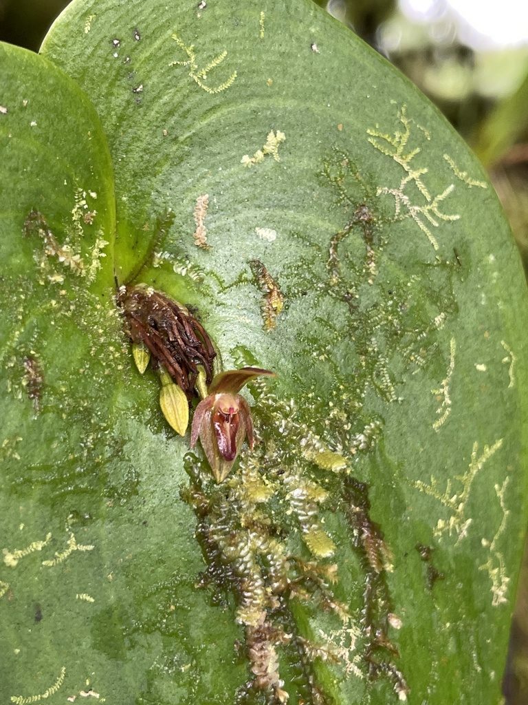 Pleurothallis fossulata, photographed by Diego F. Cisneros-Heredia
