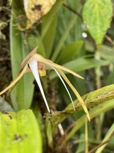Maxillaria bradei, photographed by Diego F. Cisneros-Heredia