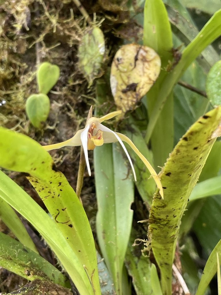 Maxillaria bradei, photographed by Diego F. Cisneros-Heredia