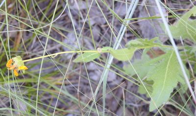 Engelmannia peristenia, photographed by saltyhiker