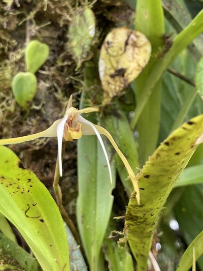 Maxillaria bradei, photographed by Diego F. Cisneros-Heredia
