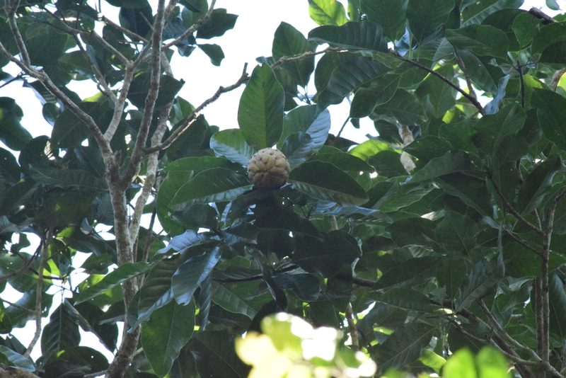 Magnolia ovata, photographed by Cajá-manga