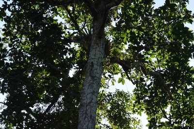 Magnolia ovata, photographed by Cajá-manga