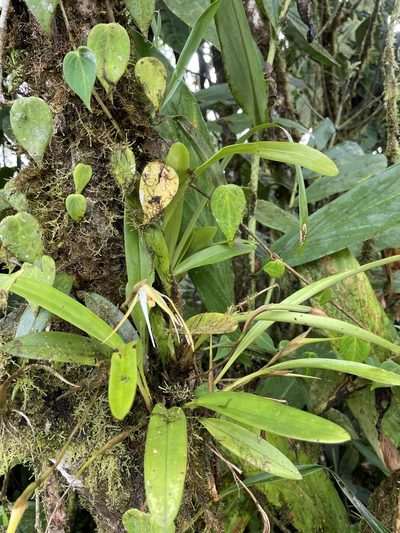 Maxillaria bradei, photographed by Diego F. Cisneros-Heredia