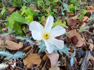 Argemone glauca