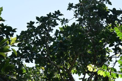 Magnolia ovata, photographed by Cajá-manga