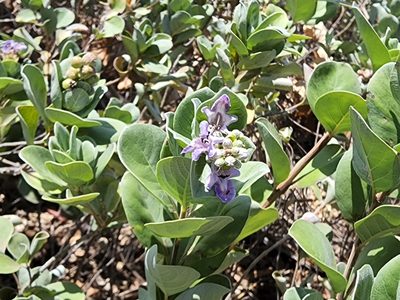 Vitex rotundifolia, photographed by Tyler Bishop