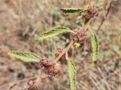 Waltheria indica, photographed by Tyler Bishop