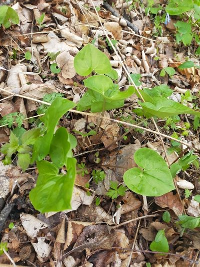 Asarum sieboldii, photographed by Viola Alekseeva