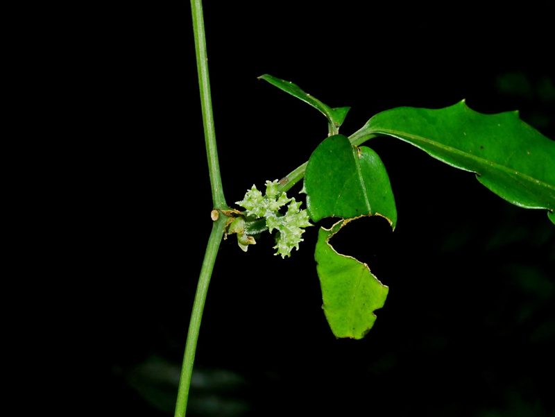 Tetrastigma hemsleyanum, photographed by Jacy Chen