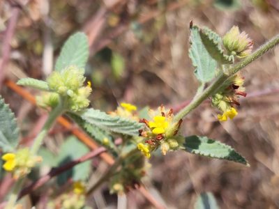 Waltheria indica, photographed by Tyler Bishop