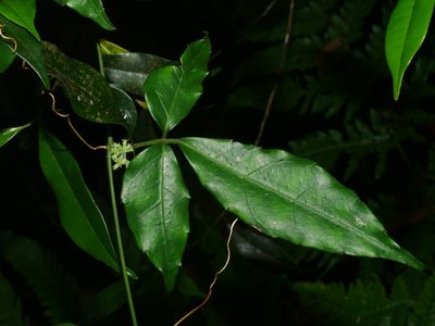 Tetrastigma hemsleyanum, photographed by Jacy Chen