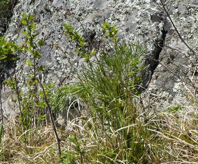 Peucedanum morisonii, photographed by Oleg Kosterin