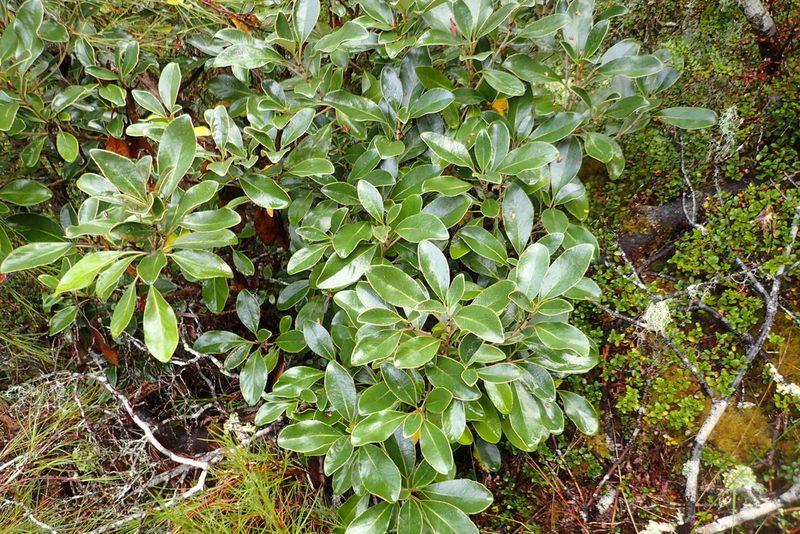 Brachyglottis elaeagnifolia, photographed by Oscar Dove