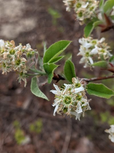 Amelanchier humilis, photographed by Benoit Renaud