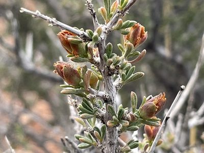 Coleogyne ramosissima