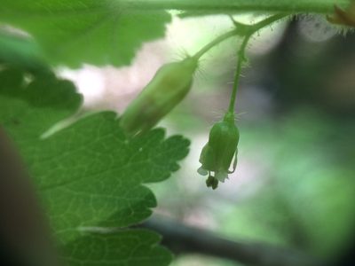 Ribes cynosbati, photographed by Étienne Lacroix-Carignan