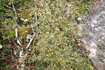Myrsine divaricata, photographed by Oscar Dove