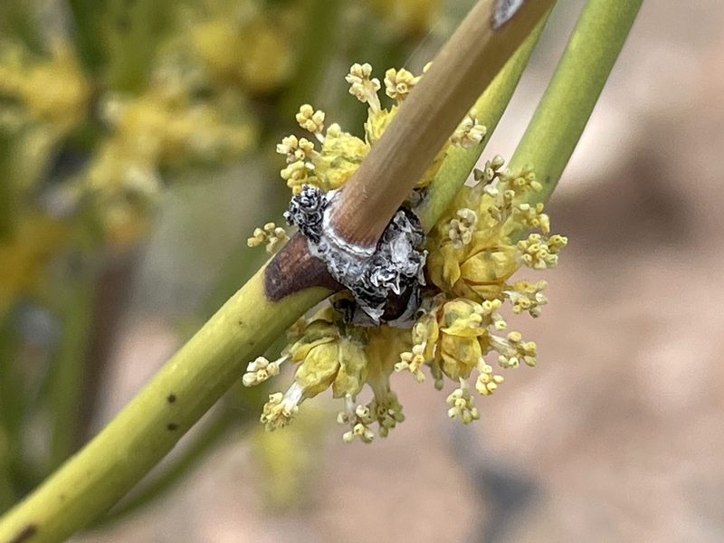 Ephedra viridis, photographed by Bobby McCabe