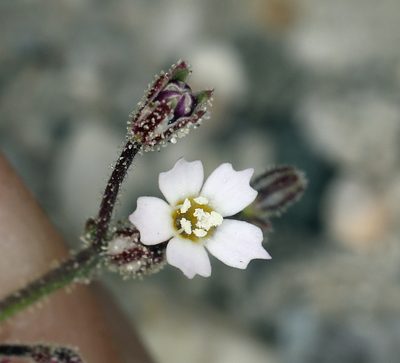 Aliciella leptomeria, photographed by Steve Matson