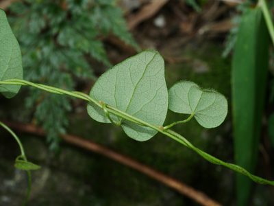 Cyclea gracillima, photographed by Jacy Chen