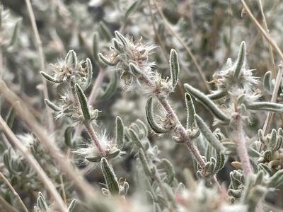 Krascheninnikovia ceratoides, photographed by Bobby McCabe