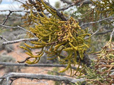 Phoradendron juniperinum, photographed by Bobby McCabe