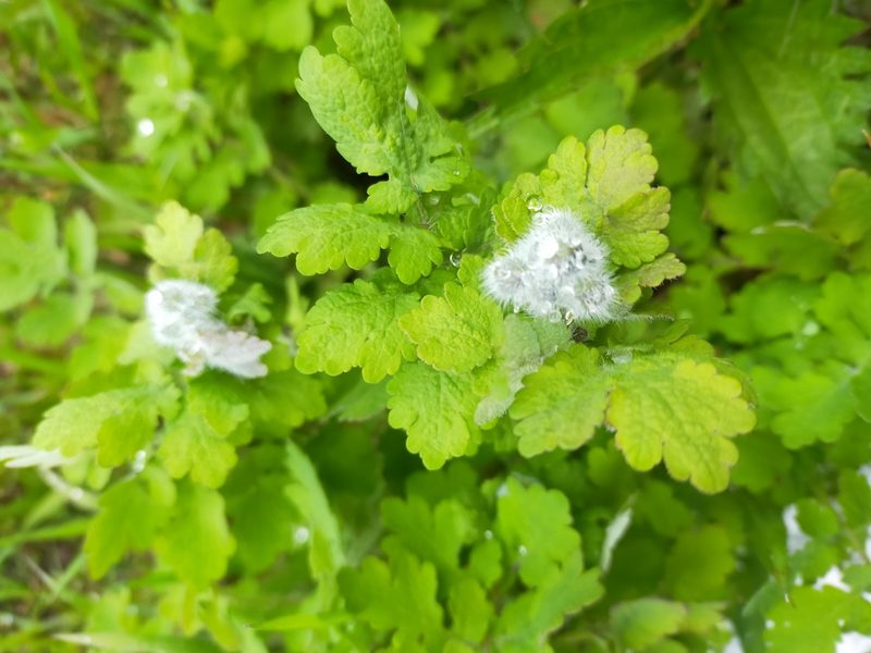 Chelidonium asiaticum, photographed by Viola Alekseeva