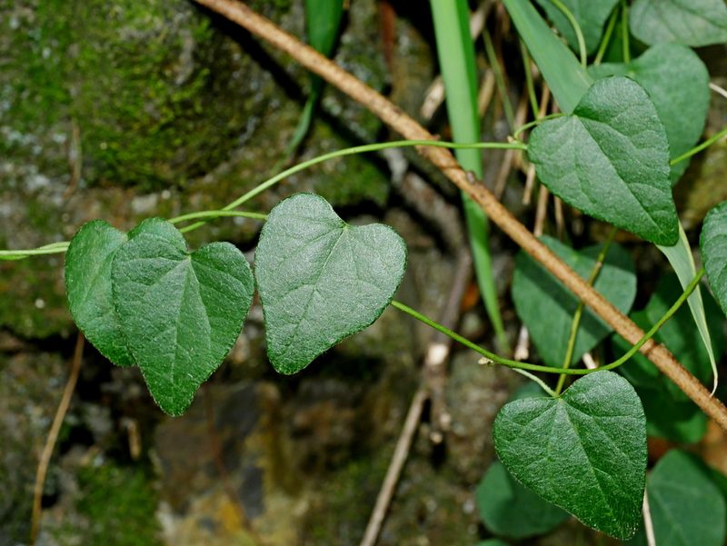 Cyclea gracillima, photographed by Jacy Chen