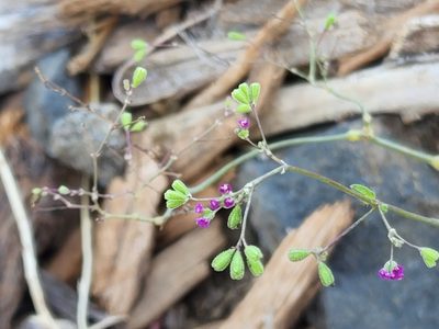 Boerhavia diffusa, photographed by Tyler Bishop