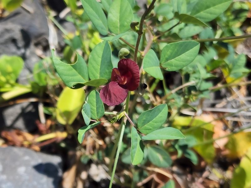 Macroptilium lathyroides, photographed by Tyler Bishop