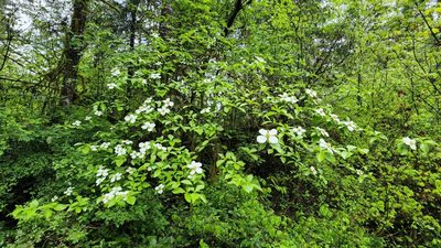 Cornus nuttallii, photographed by Casey H. Richart