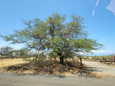 Neltuma pallida, photographed by Tyler Bishop