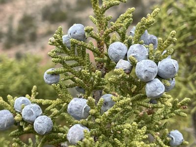 Juniperus osteosperma, photographed by Bobby McCabe