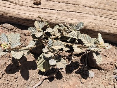Waltheria indica, photographed by Tyler Bishop