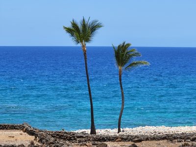 Cocos nucifera, photographed by Tyler Bishop