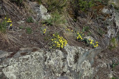 Alyssum lenense, photographed by Oleg Kosterin