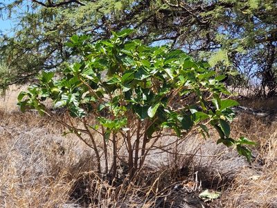 Morinda citrifolia, photographed by Tyler Bishop