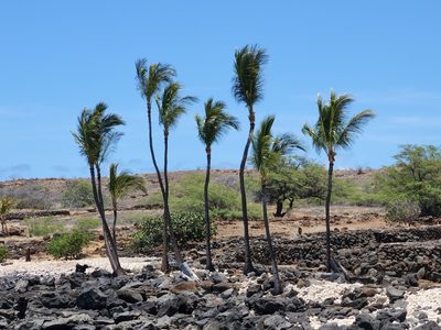 Cocos nucifera, photographed by Tyler Bishop