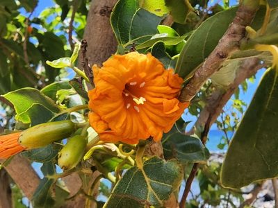 Cordia subcordata, photographed by Tyler Bishop