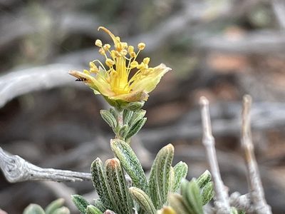 Coleogyne ramosissima, photographed by Bobby McCabe