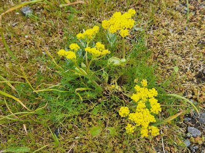 Lomatium utriculatum, photographed by Casey H. Richart