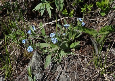Myosotis imitata, photographed by Oleg Kosterin