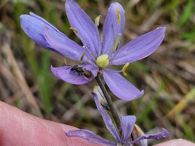 Camassia quamash, photographed by Casey H. Richart