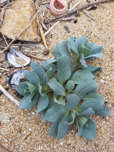 Mertensia simplicissima, photographed by Viola Alekseeva