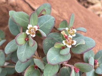 Euphorbia fendleri, photographed by Bobby McCabe