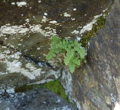 Woodsia ilvensis, photographed by Oleg Kosterin